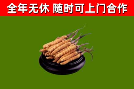 嘉定回收冬虫夏草