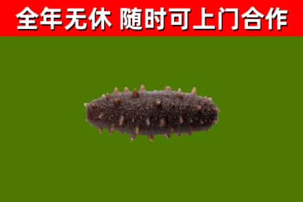 嘉定回收海参干